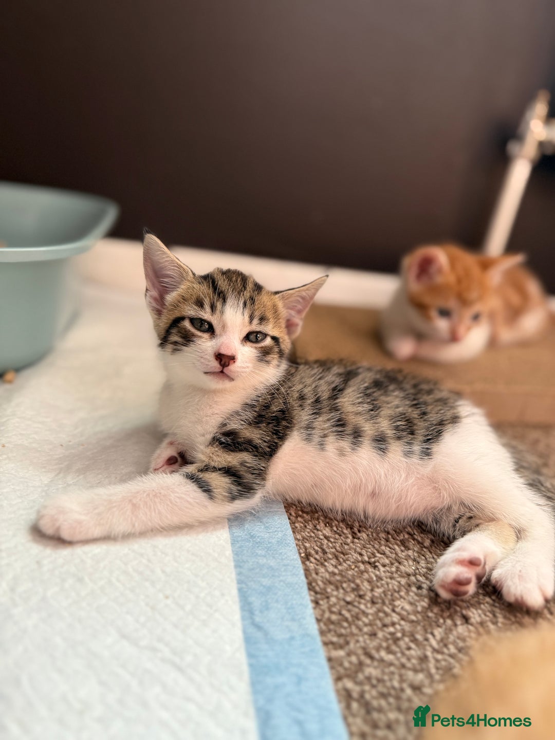 Domestic Shorthair cats for sale: Family-Raised Kittens, Friendly, Playful Ready Now - Image 29