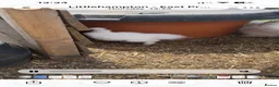 Chickens poultry for sale: Silkie chickens  - Advert 4