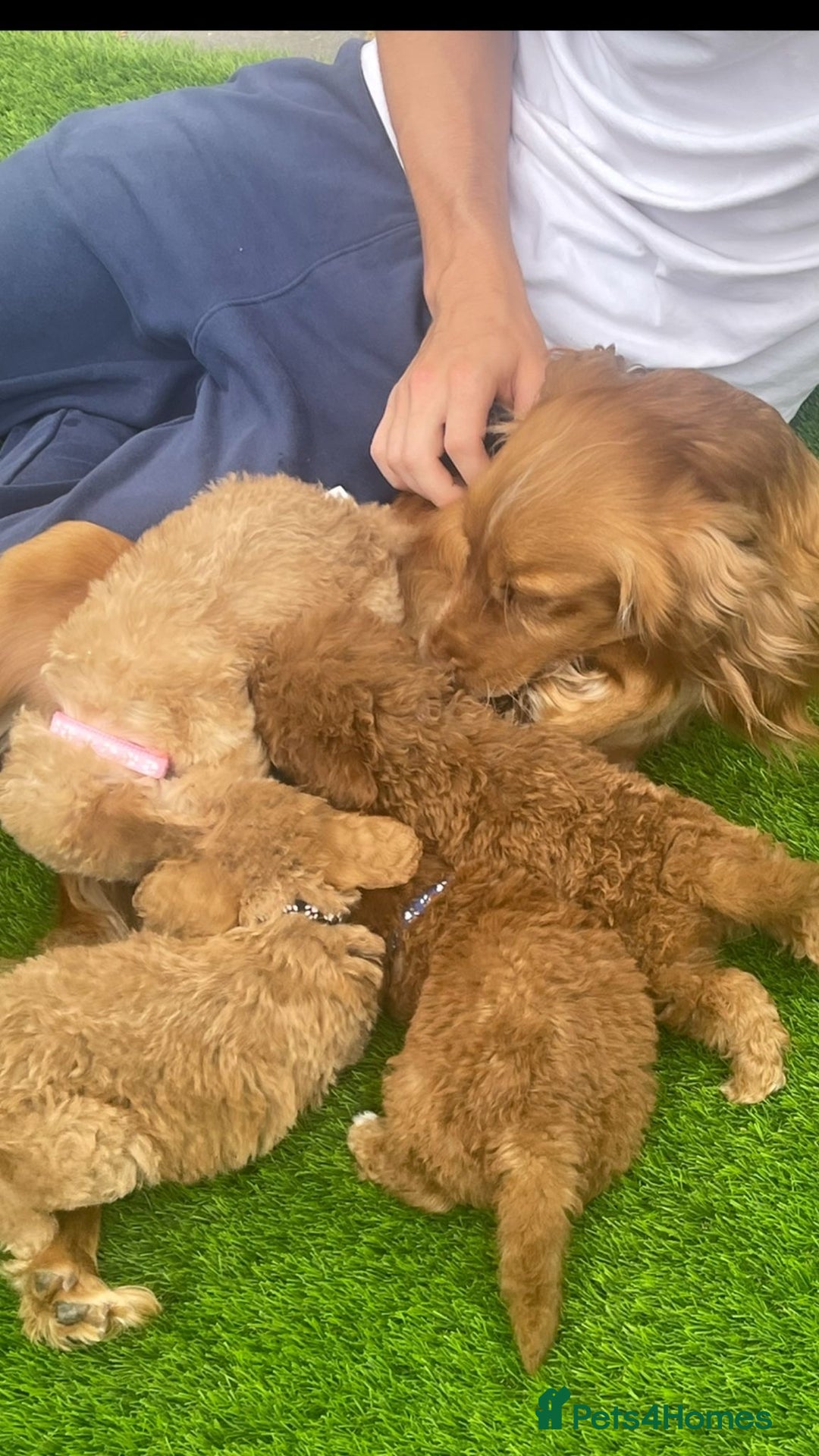 Cockapoo dogs for sale: Cockerpoo Puppies - Image 10