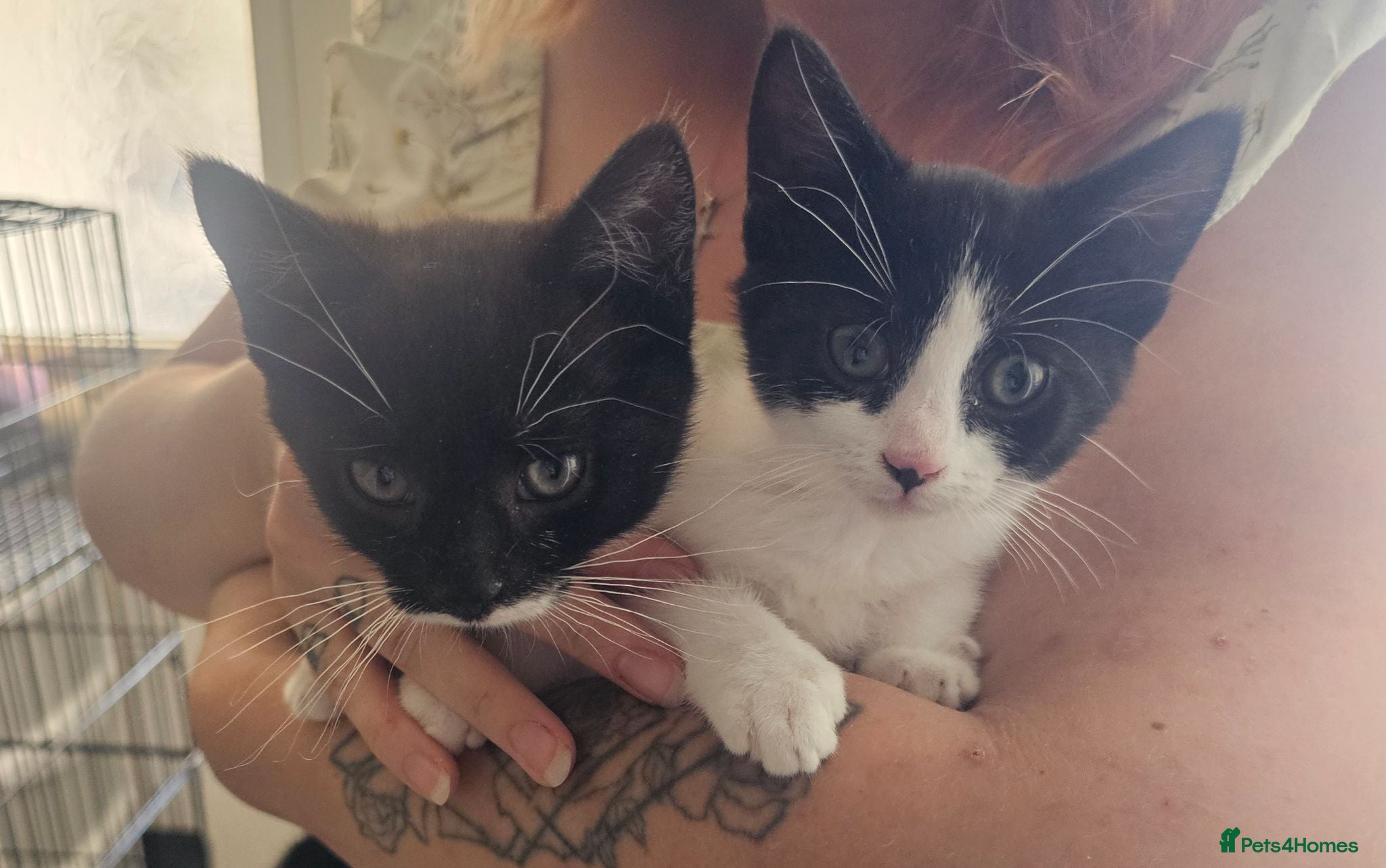Mixed Breed cats 2 beautiful female kittens - Advert 1
