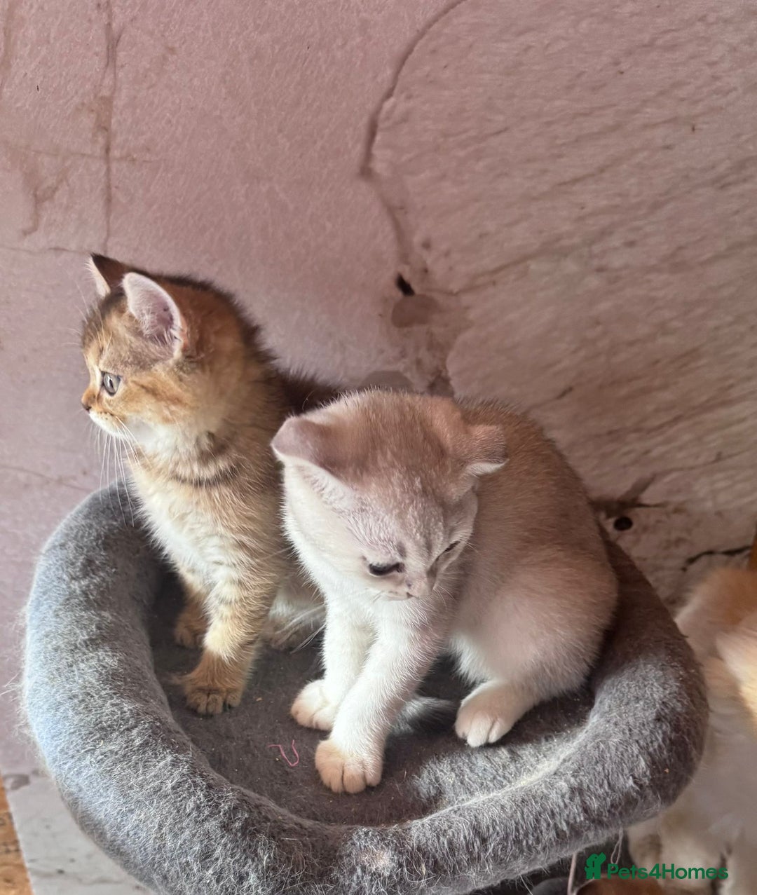 Scottish Fold cats for sale: Scottish fold kittens in hull - Image 31