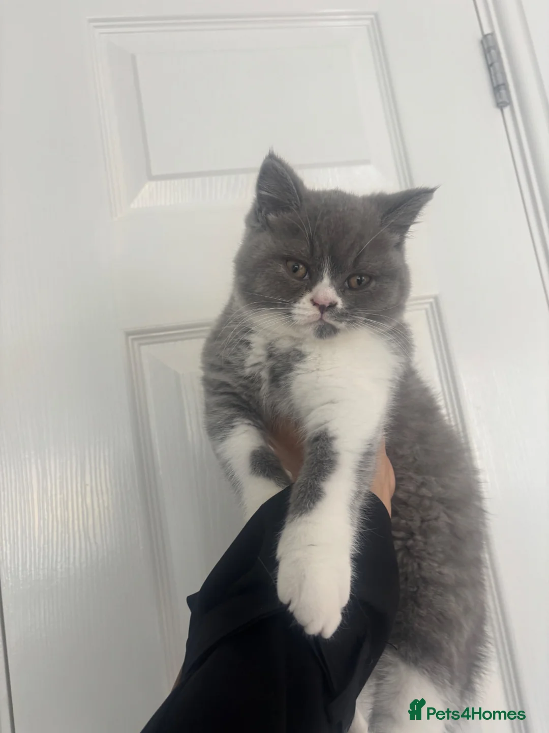 British Shorthair cats for sale: Beautiful bi colour male British short hair  - Advert 2