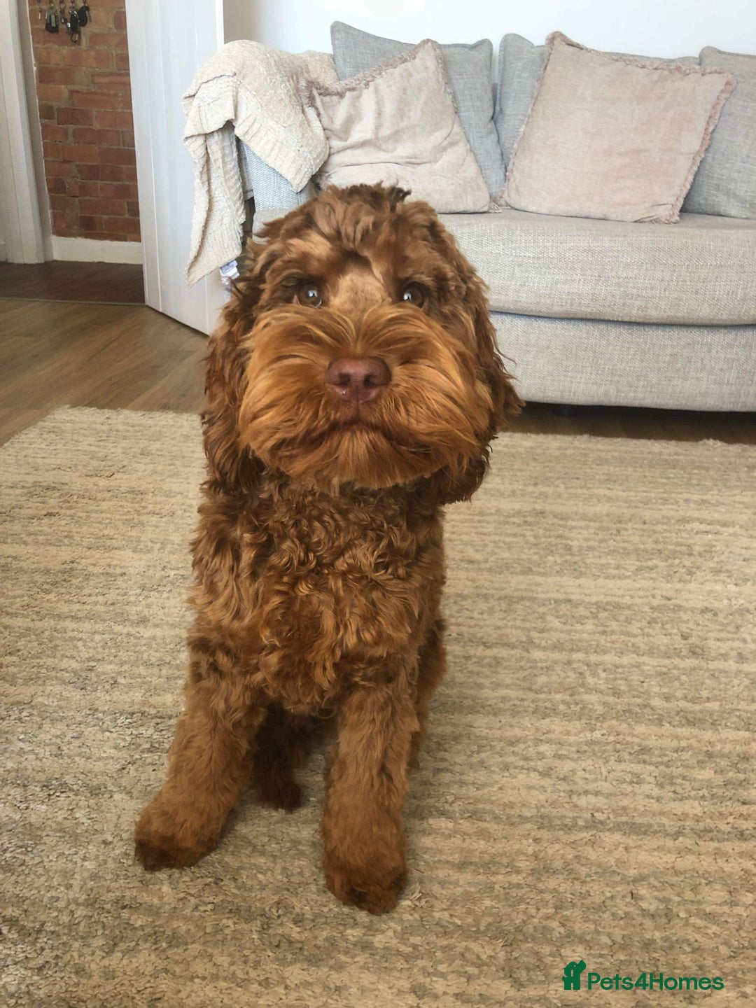 Cockapoo dogs for sale: Gorgeous cockapoo puppies - Image 5