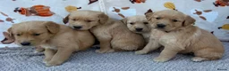 Golden Retriever dogs for sale: Beautiful golden retriever puppies - Advert 18