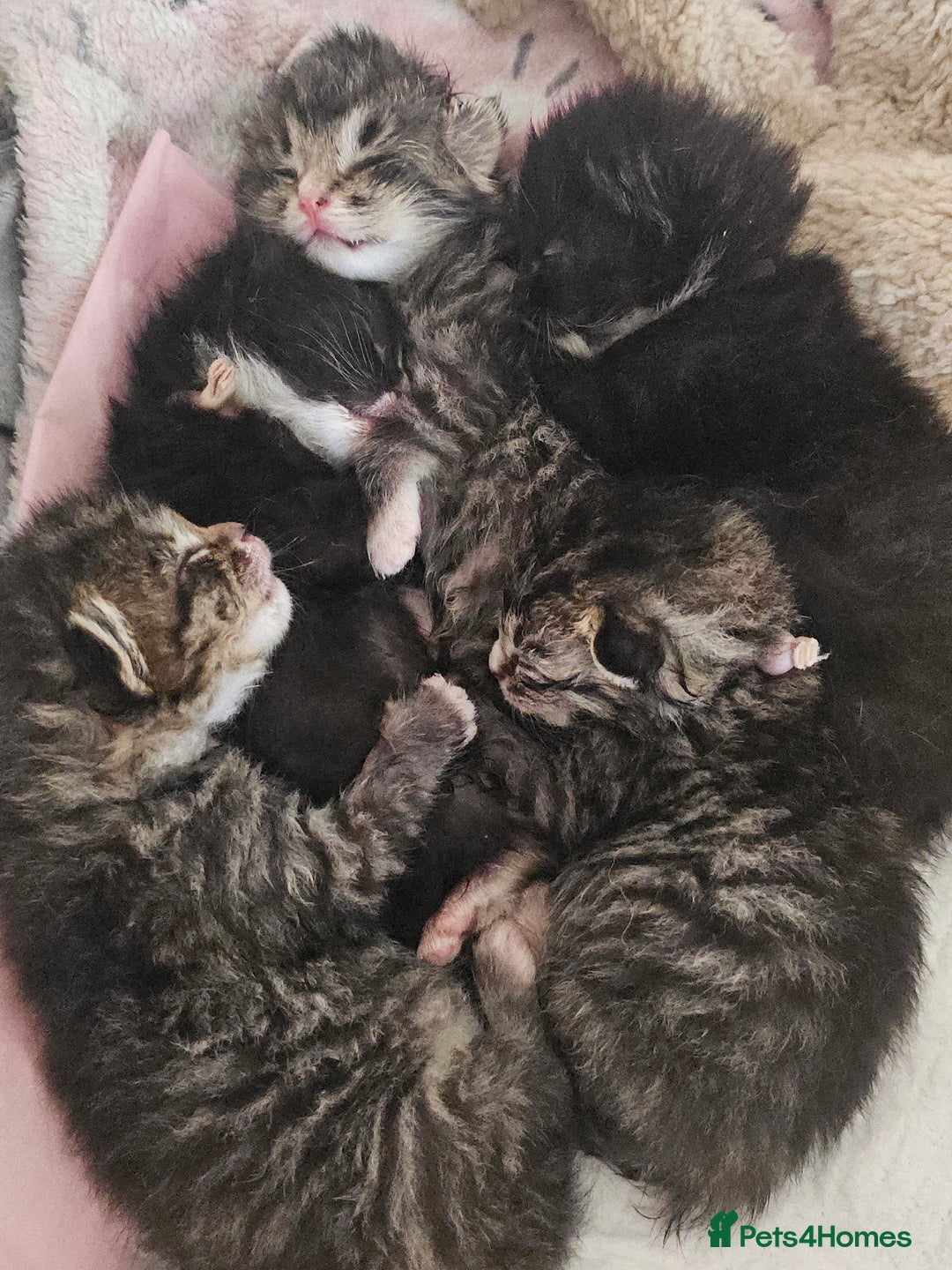 Ragcoon cats for sale: Ragcoon kittens 😸 😍  - Image 1
