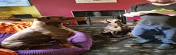 Dobermann dogs for sale: HEALTH TESTED,HOME REARED STUNNING DOBERMAN PUPS  - Advert 3