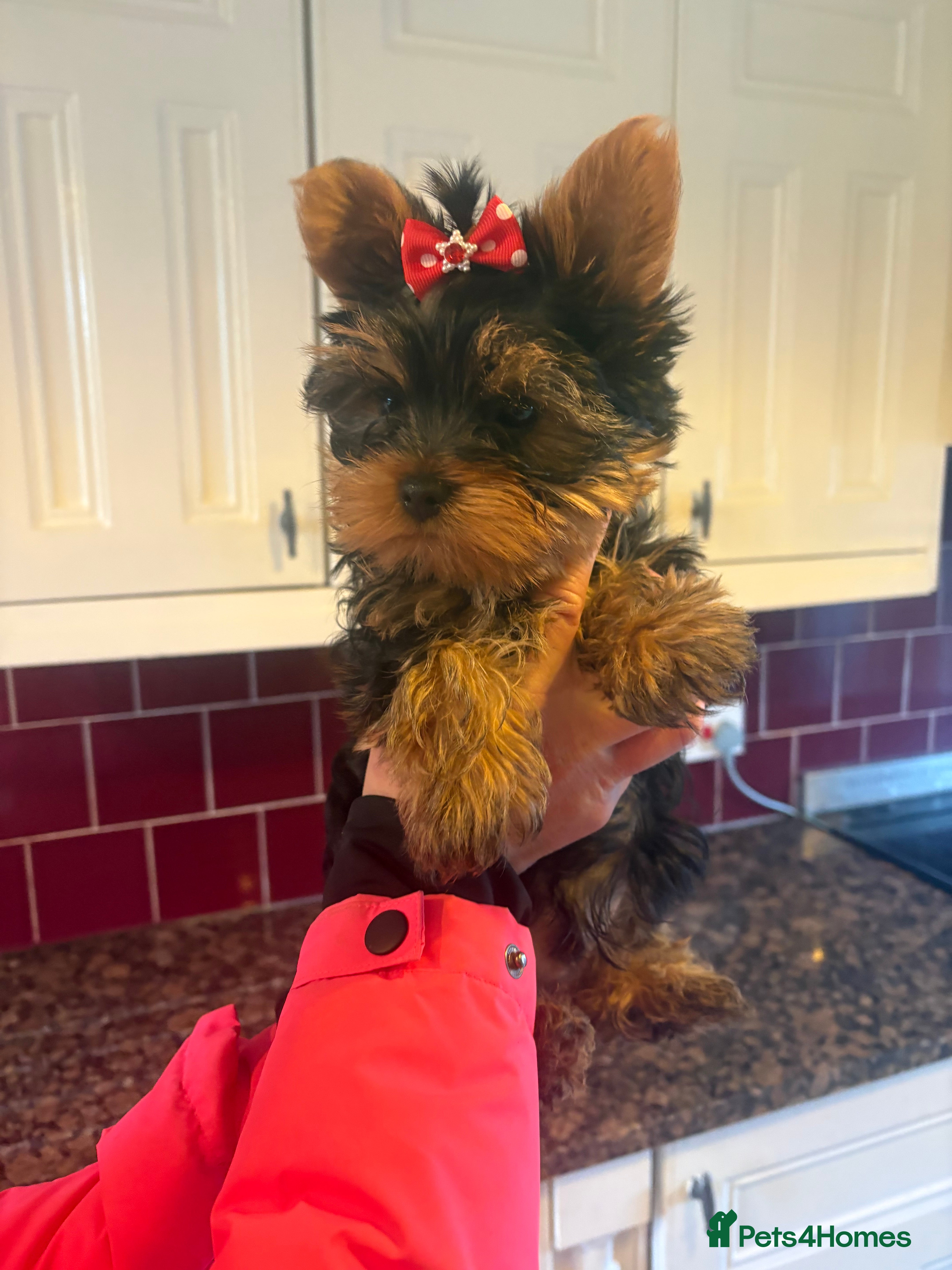 Yorkshire Terrier dogs Absolutely stunning  mini yorkie boy  - Advert 14