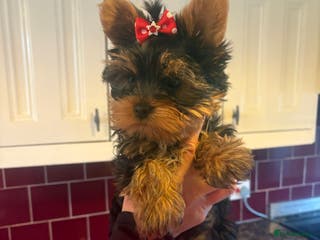 Yorkshire Terrier dogs Absolutely stunning mini yorkie boy - Advert 5