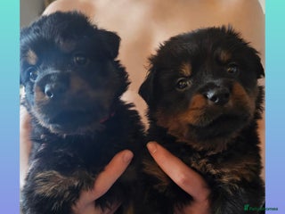 Rottweiler dogs Ready 11th dec kc rottweiler puppies 2 boy left - Advert 8