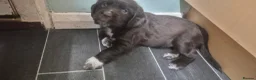 Sprocker dogs for sale: Sprocker spaniel puppies for sale in Swaffham - Advert 3