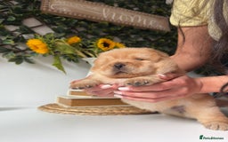 Chow Chow dogs for sale: ONE GIRL LEFT! Adorable Chow Chow Cubs 🐻  - Image 4
