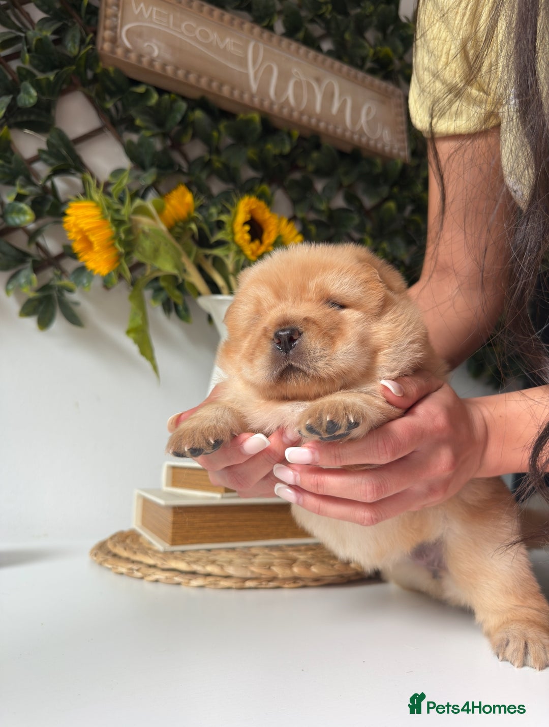 Chow Chow dogs for sale: ONE GIRL LEFT! Adorable Chow Chow Cubs 🐻  - Image 4