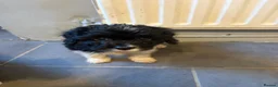 Cavapoo dogs for sale: Cavapoo puppies in Warrington - Advert 4
