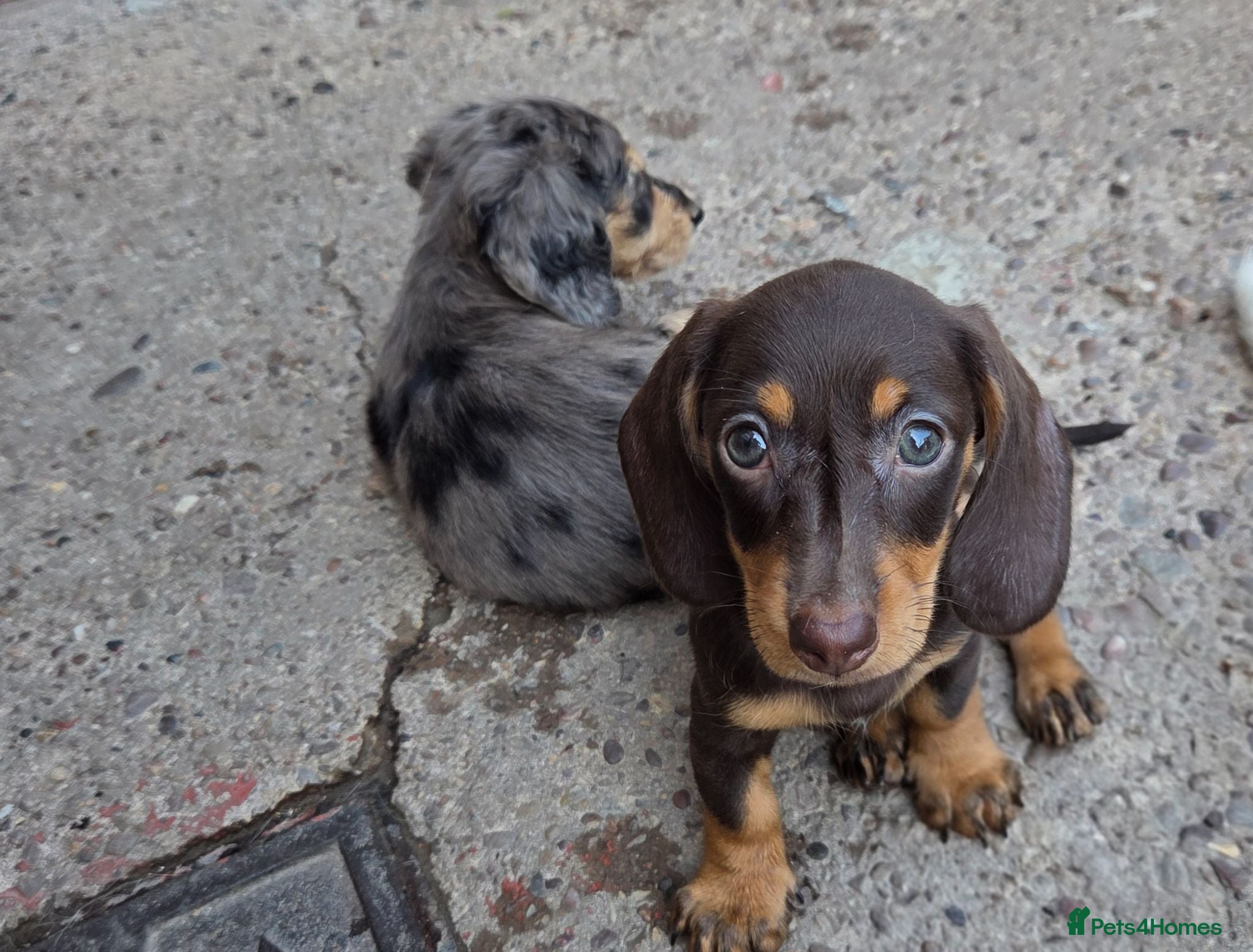Miniature Dachshund dogs Miniature Dachshund - Advert 3