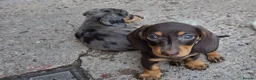 Miniature Dachshund dogs for sale: Miniature Dachshund - Advert 1