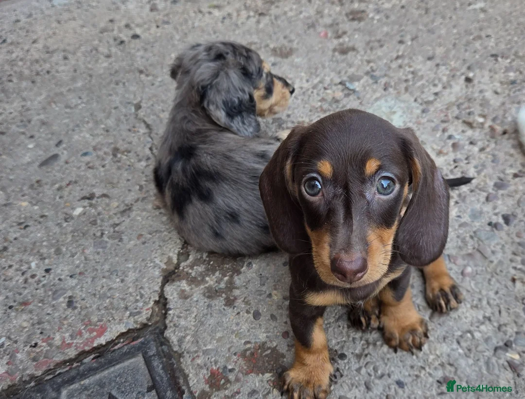 Miniature Dachshund dogs for sale: Miniature Dachshund - Advert 1