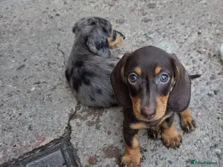 Miniature Dachshund dogs Miniature Dachshund - Advert 3