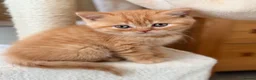 British Shorthair cats for sale: British Shorthair Kittens from Champion Parents  - Advert 17