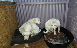 Mixed Breed dogs for adoption: BENJI - a handsome & gentle Boy  for a Loving Home - Image 3