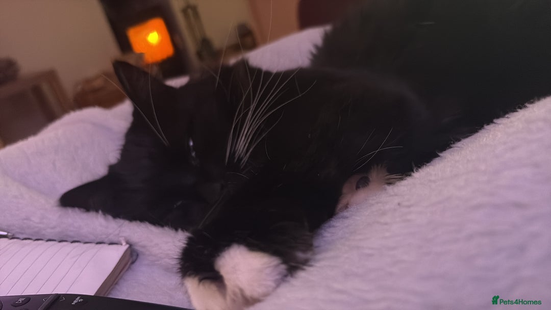 Maine Coon cats for sale: gorgeous maine coon 11 months old  - Advert 9