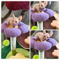 Sphynx Kitten 1 Brown collar blue eyes/cream male RESERVED