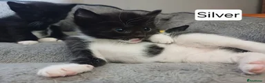 Male Black&White Kitten - Silver collar