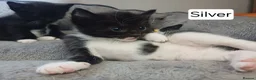 Mixed Breed cats for sale: Cute kittens wanting a loving home in 3 weeks - Advert 17