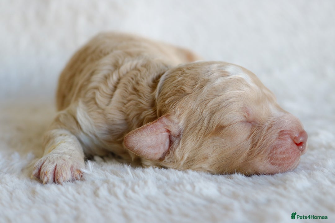 Lagotto Romagnolo dogs for sale: *READY NOW*10 WKS OLD* KC Reg Full Health Tested - Advert 13