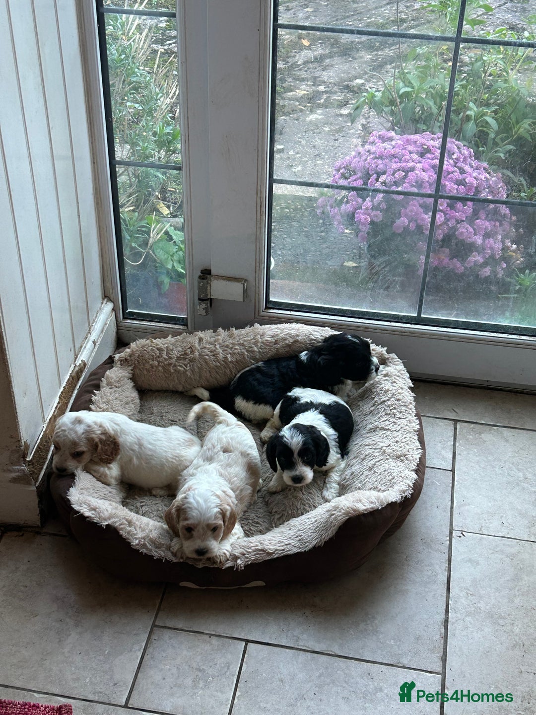 Cavapoo dogs for sale: Beautiful Cavapoo puppies  - Advert 6