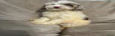 Cockapoo 6