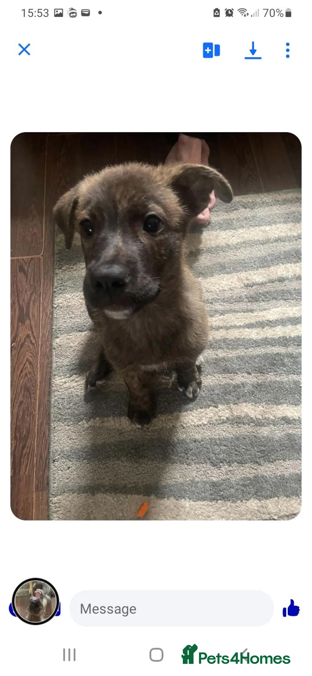 Mixed Breed dogs for sale: 9 month old pup  - Advert 2
