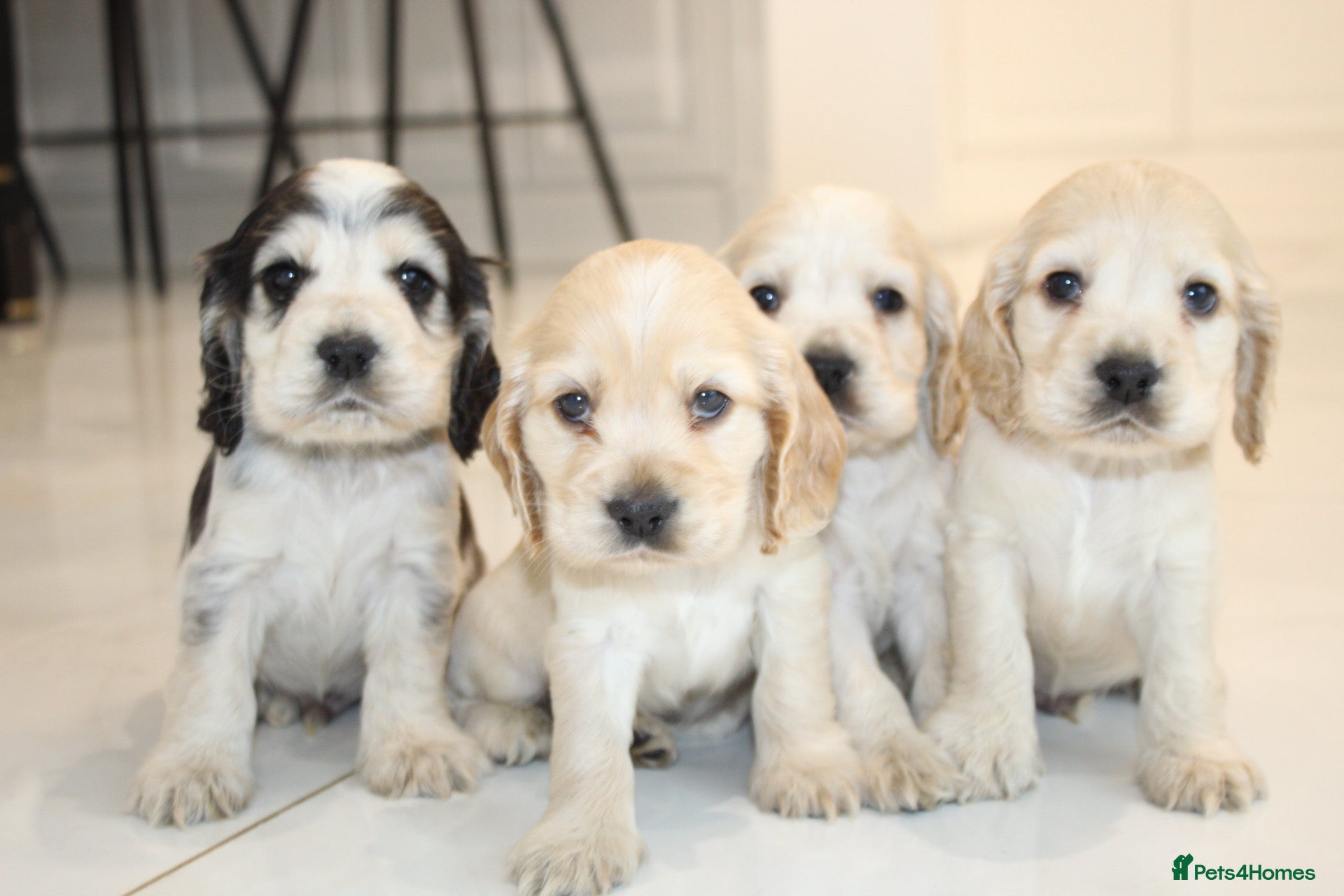 Cocker Spaniel dogs Super Cute little boys ready in a few days! - Advert 13