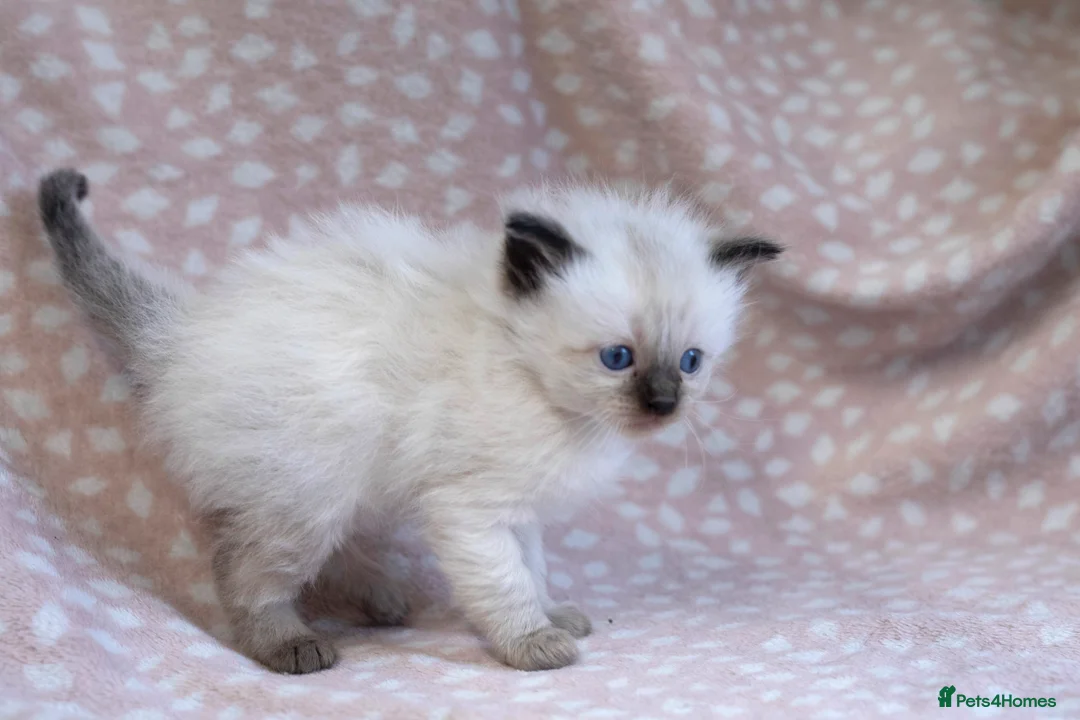 Ragdoll cats for sale: GCCF Ragdoll kittens registered pet Active  - Advert 11