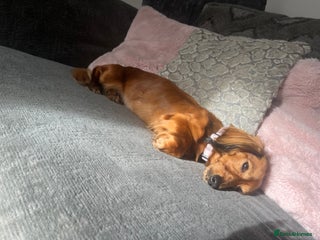 Miniature Dachshund dogs for sale - Advert 1