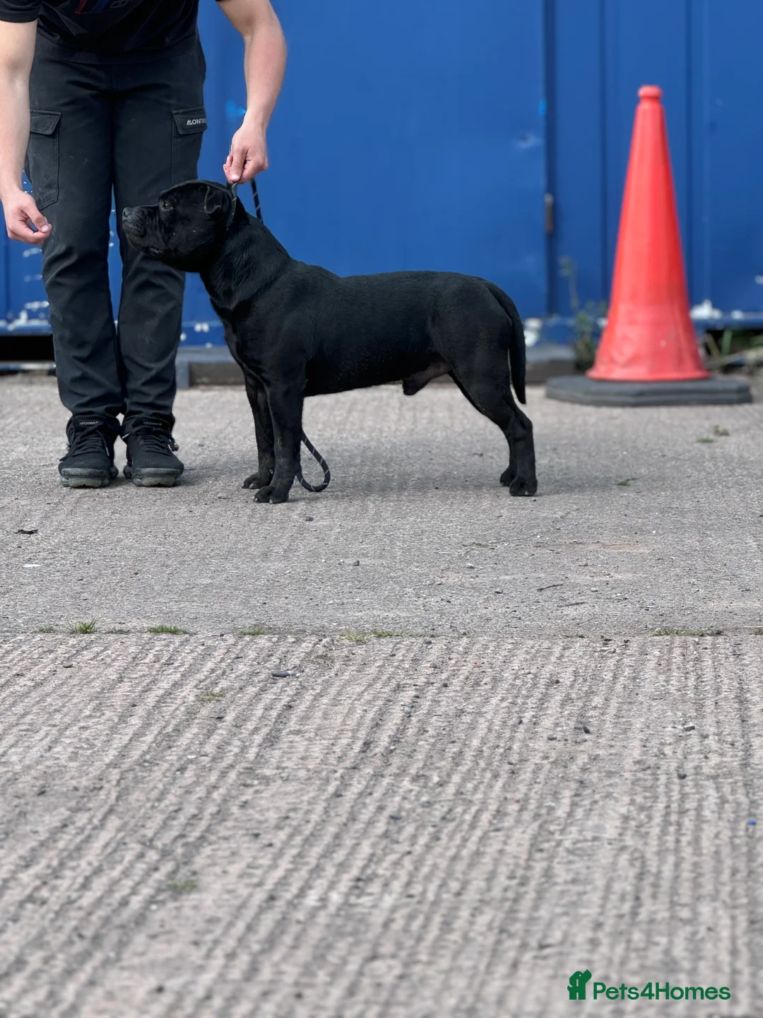 Staffordshire Bull Terrier dogs for stud: Black carrying blue stafford stud PHPV tested in Carlisle - Advert 5
