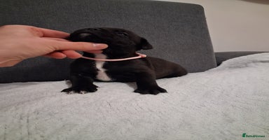 Staffordshire Bull Terrier dogs Show quality Staffordshire Bull Terrier - Advert 14