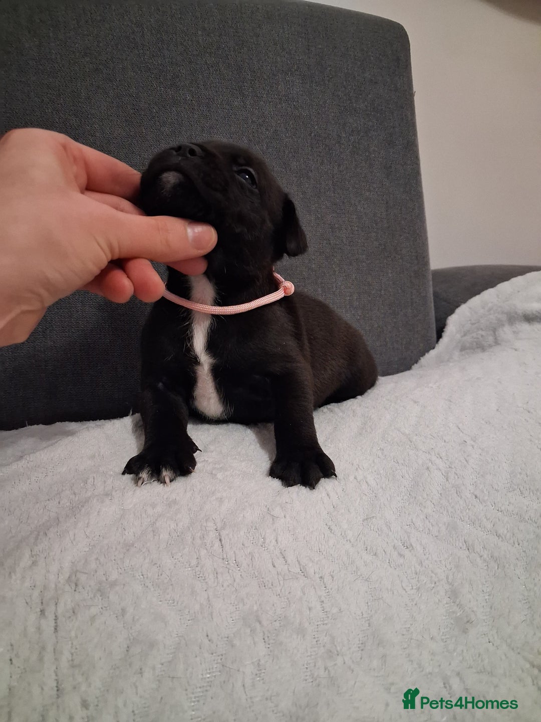 Staffordshire Bull Terrier dogs for sale: Show quality Staffordshire Bull Terrier - Advert 2