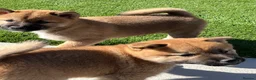 Japanese Shiba Inu dogs for sale: Beautiful Japanese shiba pups.  - Advert 12