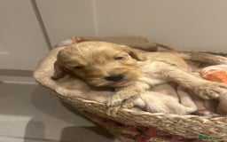 Mixed Breed dogs for sale: BEAUTIFUL PUPPIES - Cockapoo x Sproodle  - Image 4