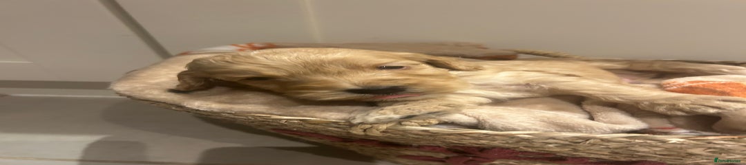 Mixed Breed Puppy 2