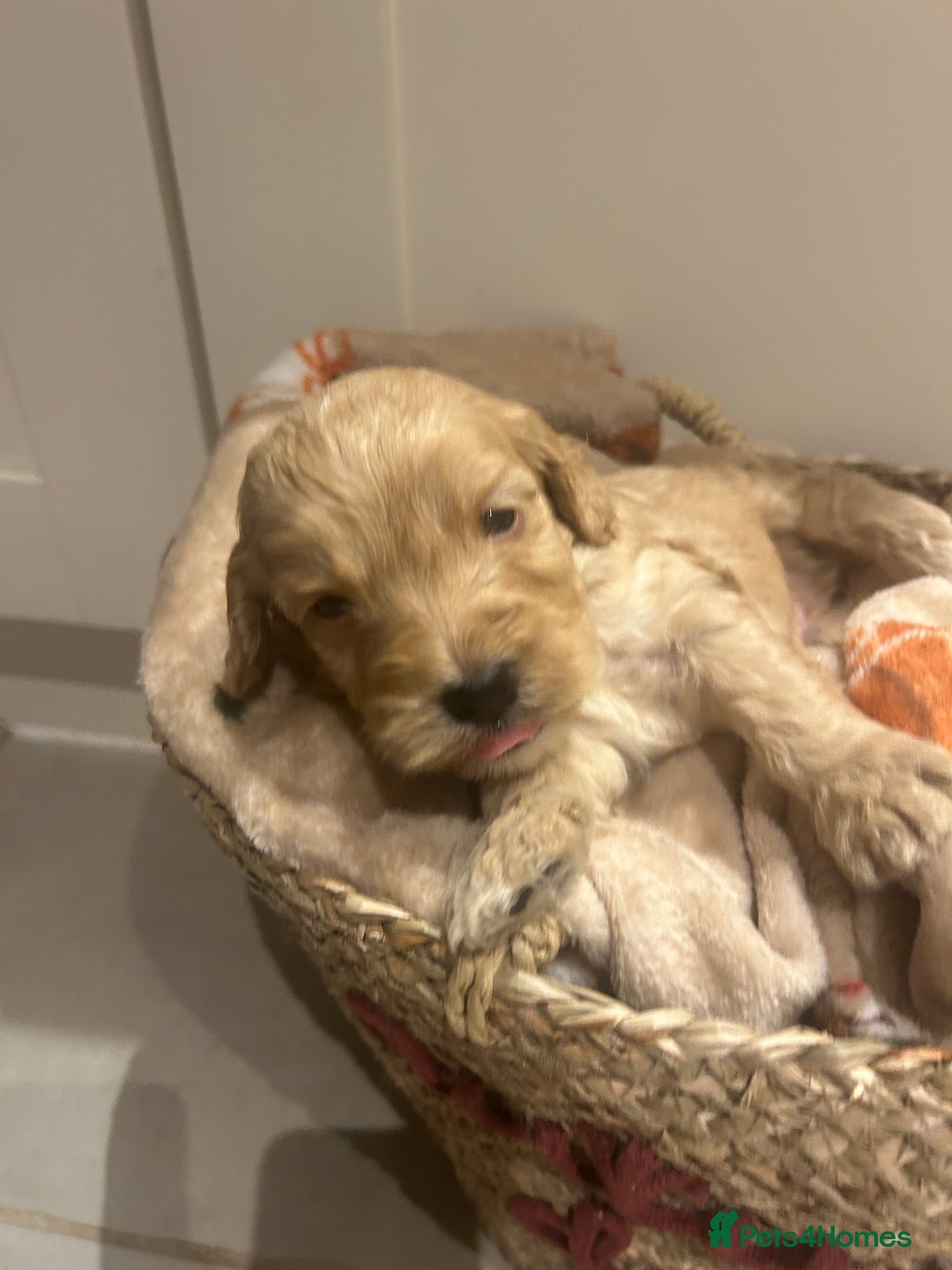 Mixed Breed dogs for sale: BEAUTIFUL PUPPIES - Cockapoo x Sproodle  - Image 4