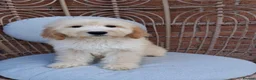 Goldendoodle dogs for sale: Health tested Standard Goldendoodles in Reading - Advert 14