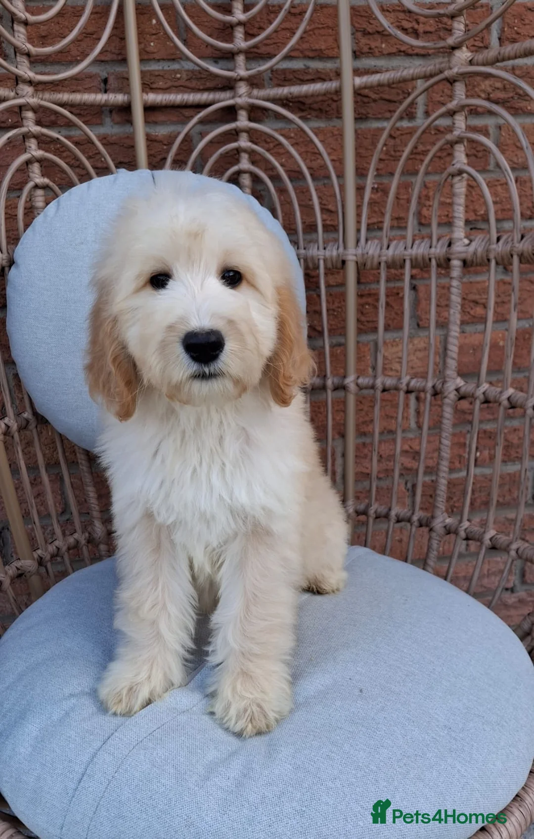 Goldendoodle dogs for sale: Health tested Standard Goldendoodles in Reading - Advert 14