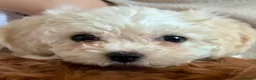 Cavapoo dogs for sale: Cavachon Female Puppy - Advert 3
