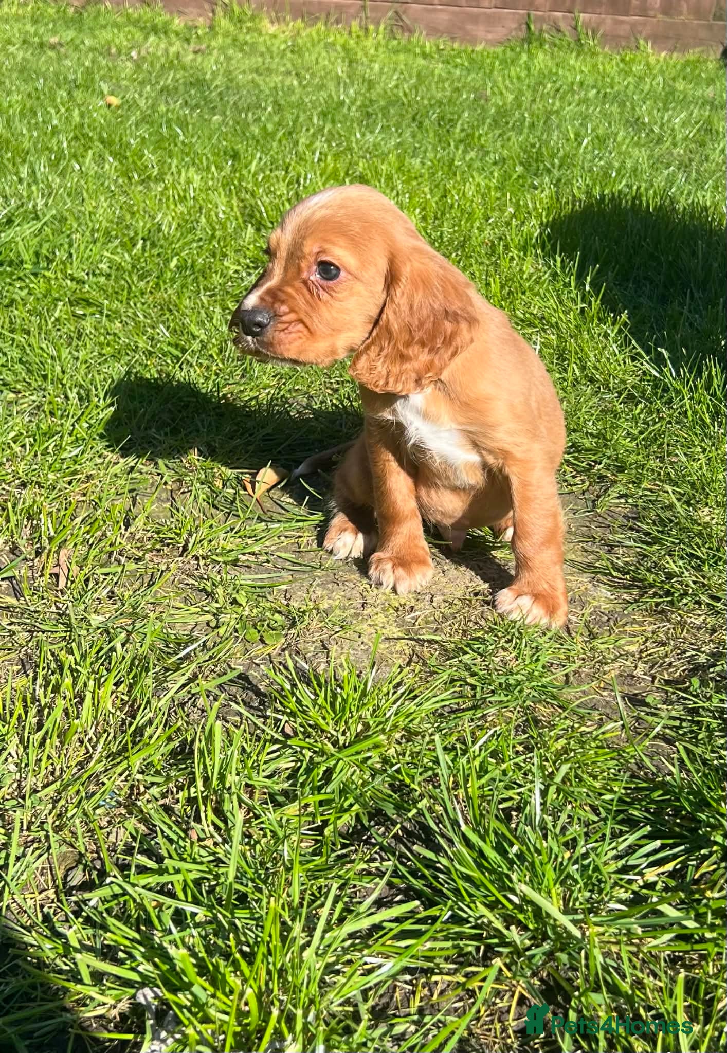 Cocker Spaniel dogs 2 cocker pups  - Advert 14