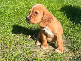 Cocker Spaniel dogs 2 cocker pups - Advert 14