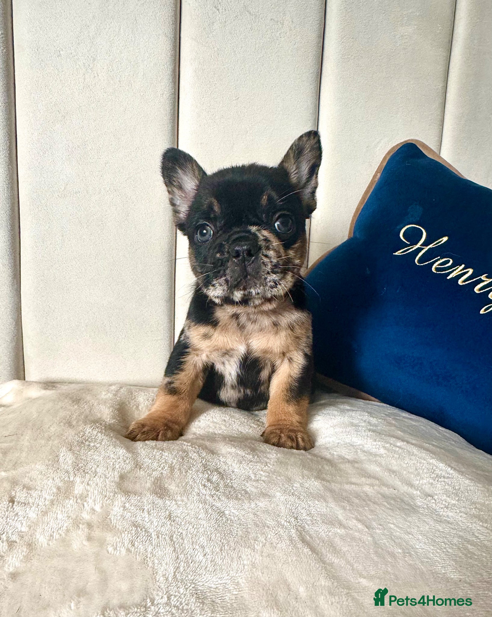 French Bulldog dogs 𝒮𝓉𝓊𝓃𝓃𝒾𝓃𝑔 𝒯𝒾𝓃𝓎 𝒻𝓇ℯ𝓃𝒸𝒽𝒾ℯ𝓈 - Advert 1