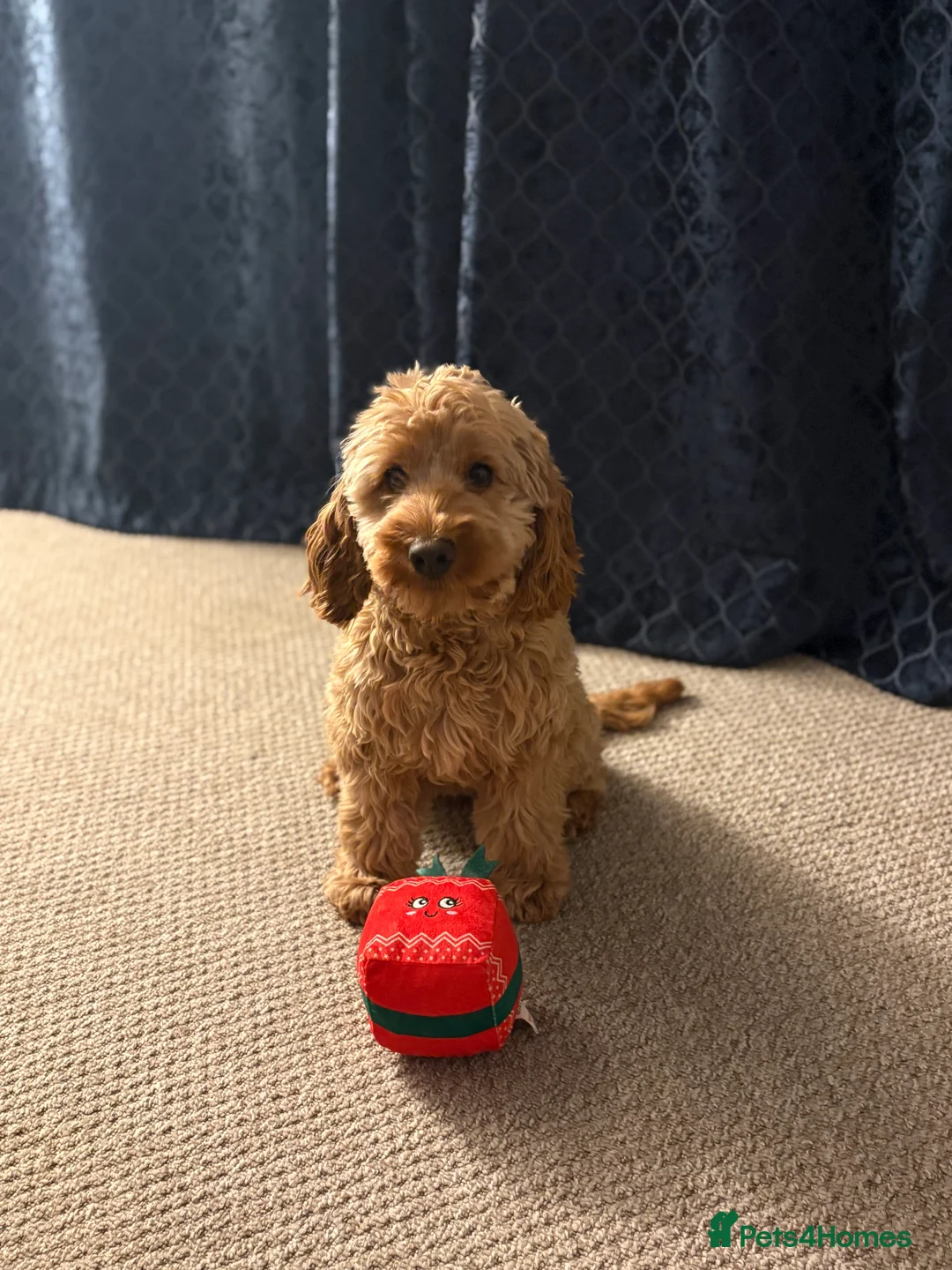 Cockapoo dogs for sale: Beautiful miniature F1B cockapoo  - Advert 3