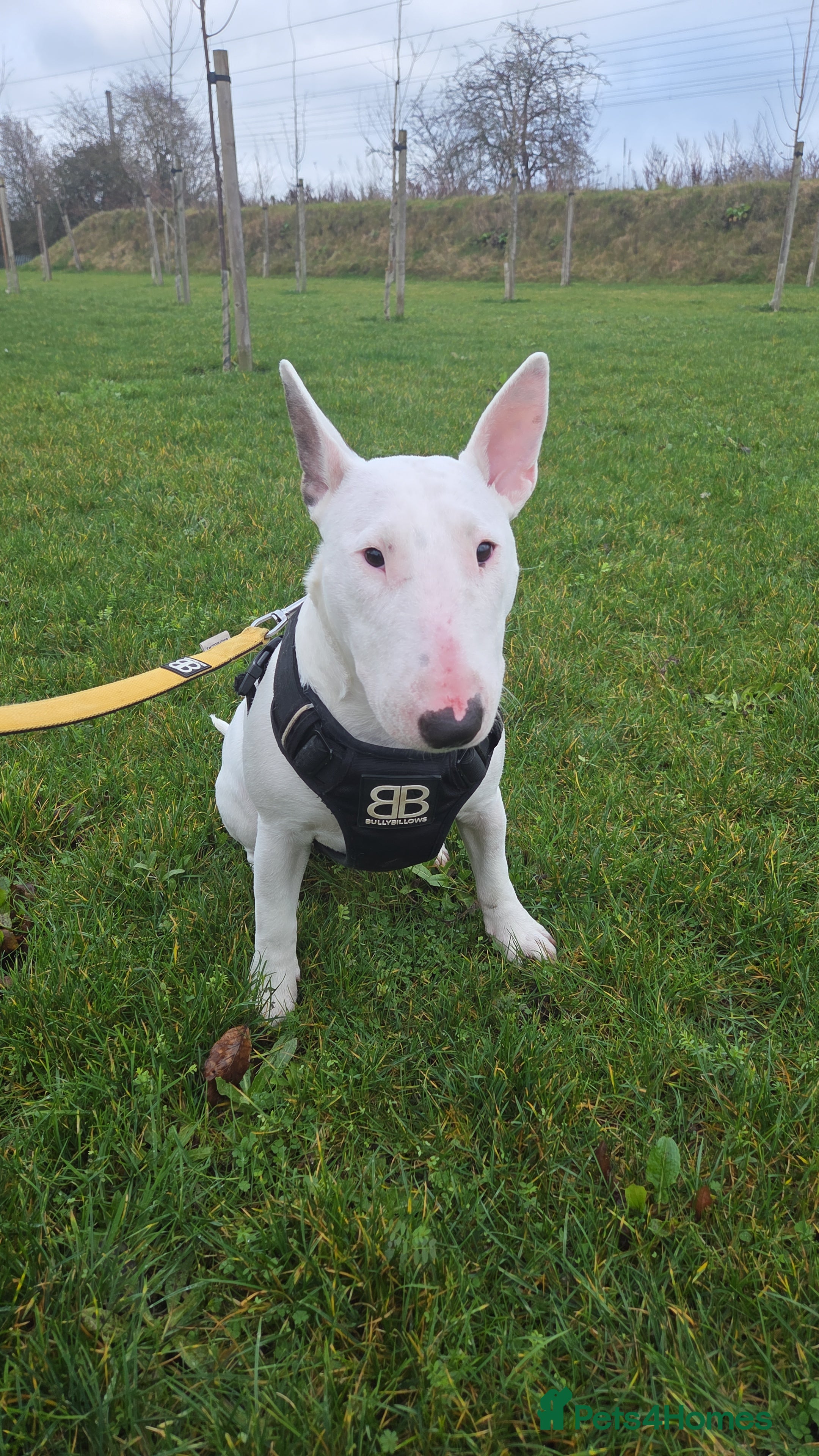 English Bull Terrier dogs Beautiful Tia - Advert 7