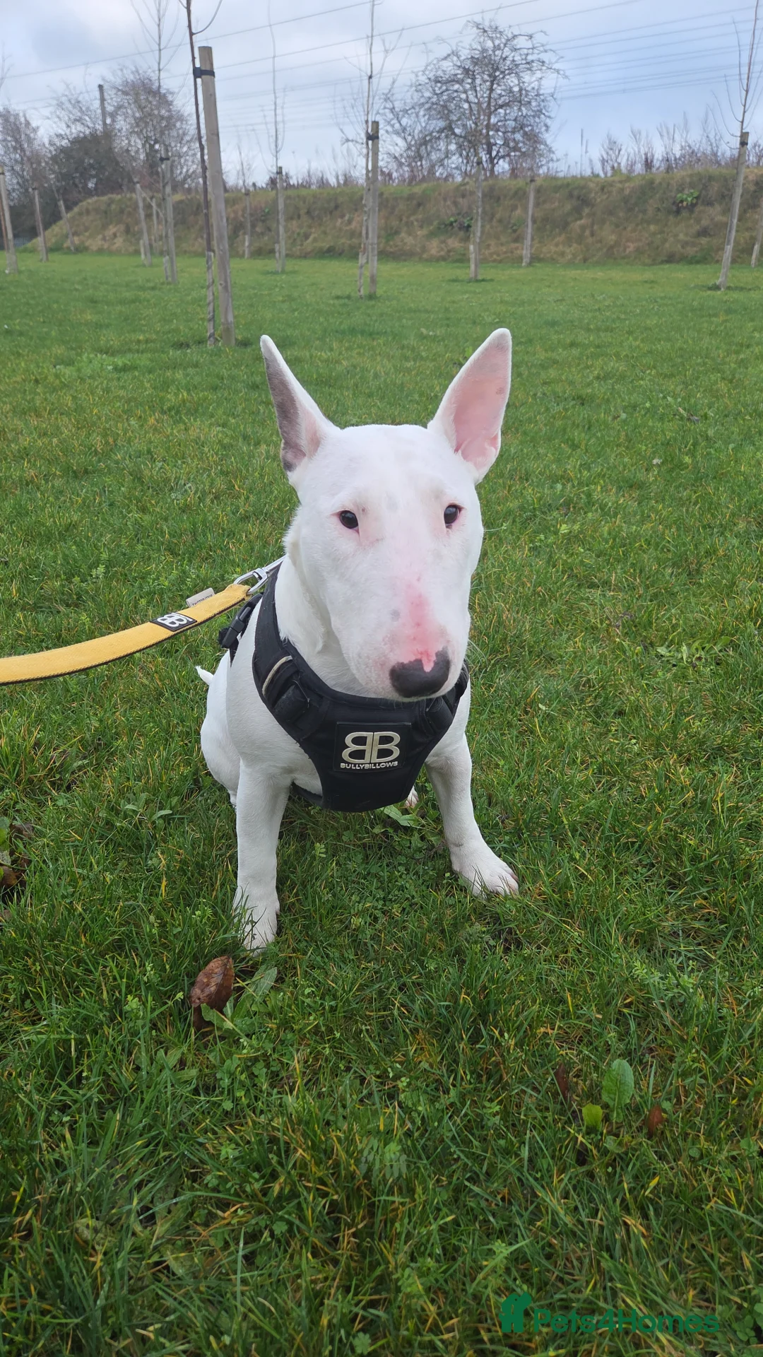 English Bull Terrier dogs for sale: Beautiful Tia - Advert 1